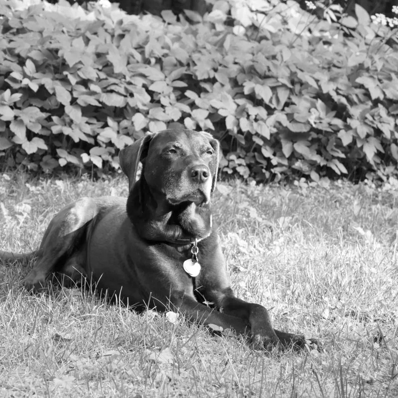 Royce Brown, In Memoriam